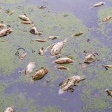 Tausende tote Fische in Tschechien (Symbolfoto)  Nahe der tschechischen Stadt Ústí nad Labem kam es derweil zu einem Fischsterben. Im Modlany-See starben Tausende Fische aufgrund von Sauerstoffmangel infolge der Hitzewelle. Allein am vergangenen Sonntag bargen freiwillige Helferinnen und Helfer rund 4,5 Tonnen toter Fische, teilten lokale Behörden und der Fischereiverband mit. 