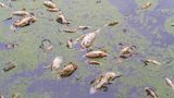 Tausende tote Fische in Tschechien (Symbolfoto)  Nahe der tschechischen Stadt Ústí nad Labem kam es derweil zu einem Fischsterben. Im Modlany-See starben Tausende Fische aufgrund von Sauerstoffmangel infolge der Hitzewelle. Allein am vergangenen Sonntag bargen freiwillige Helferinnen und Helfer rund 4,5 Tonnen toter Fische, teilten lokale Behörden und der Fischereiverband mit. 