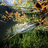 Europäischer Hecht im Echinger Weiher