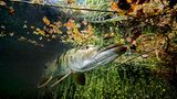 Europäischer Hecht im Echinger Weiher