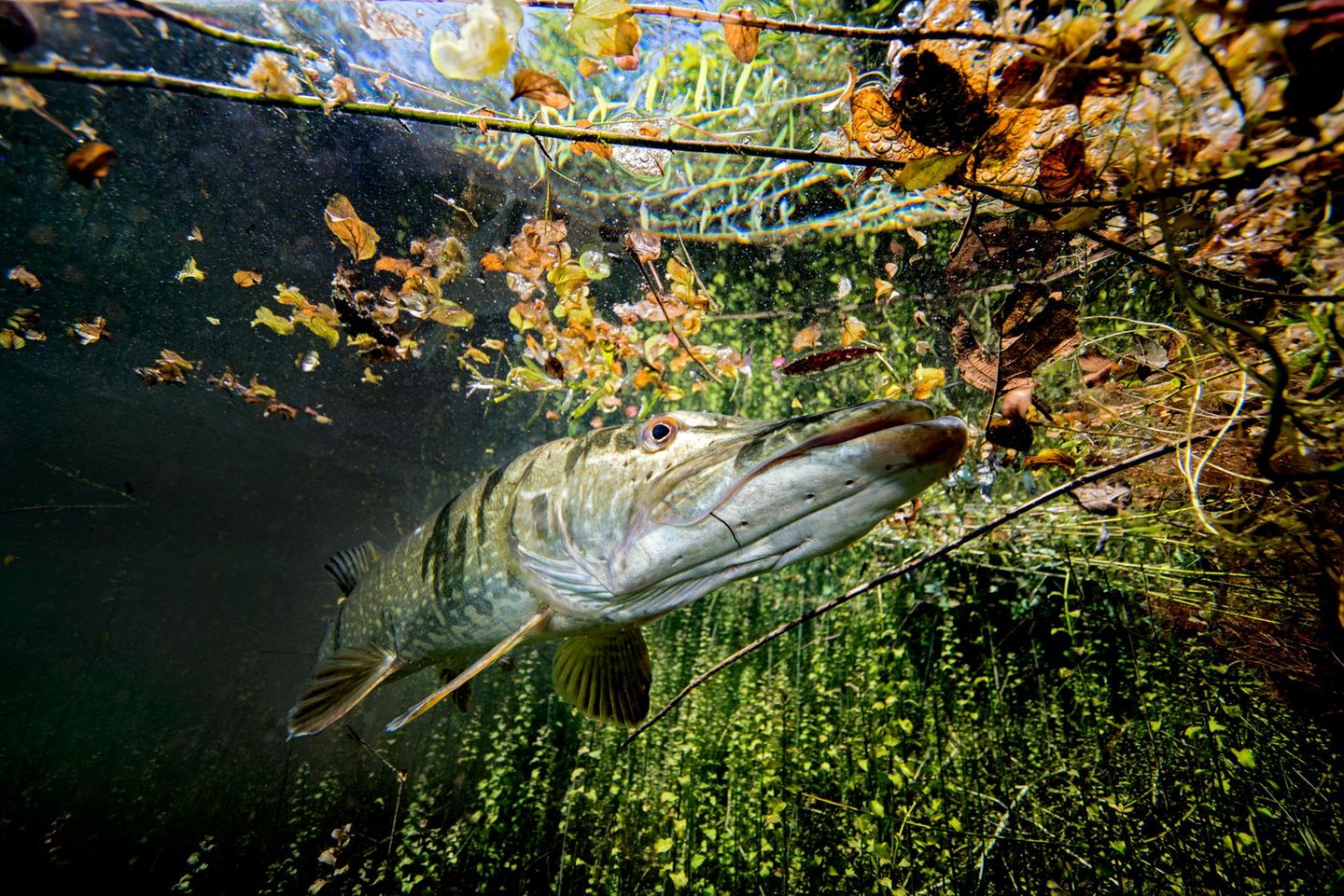 Der Hecht: Ein beeindruckender Räuber Europäischer Hecht im Echinger Weiher
