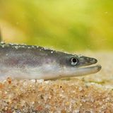 Europaeischer Flussaal