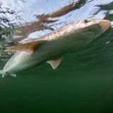 Ein großer Hundshai