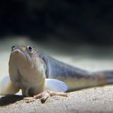 Petermännchen Fisch (Trachinus draco)  auf dem Meeresgrund