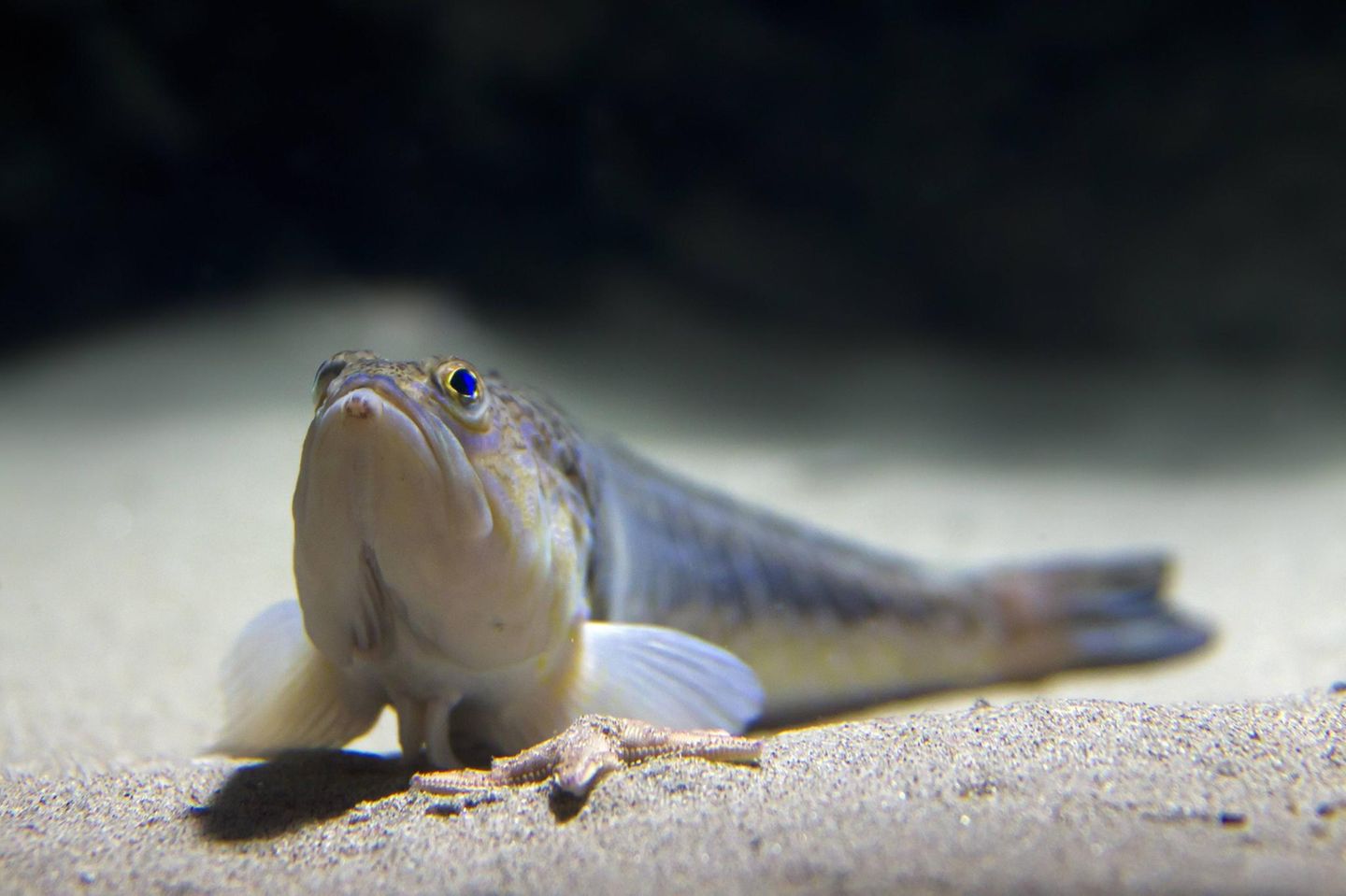 Petermännchen Fisch (Trachinus draco)  auf dem Meeresgrund