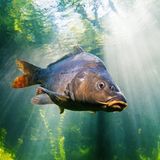 Karpfen unter Wasser