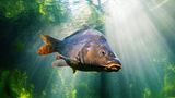 Karpfen unter Wasser