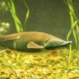 Europäischer Stör (Acipensor sturio )in Deutschland