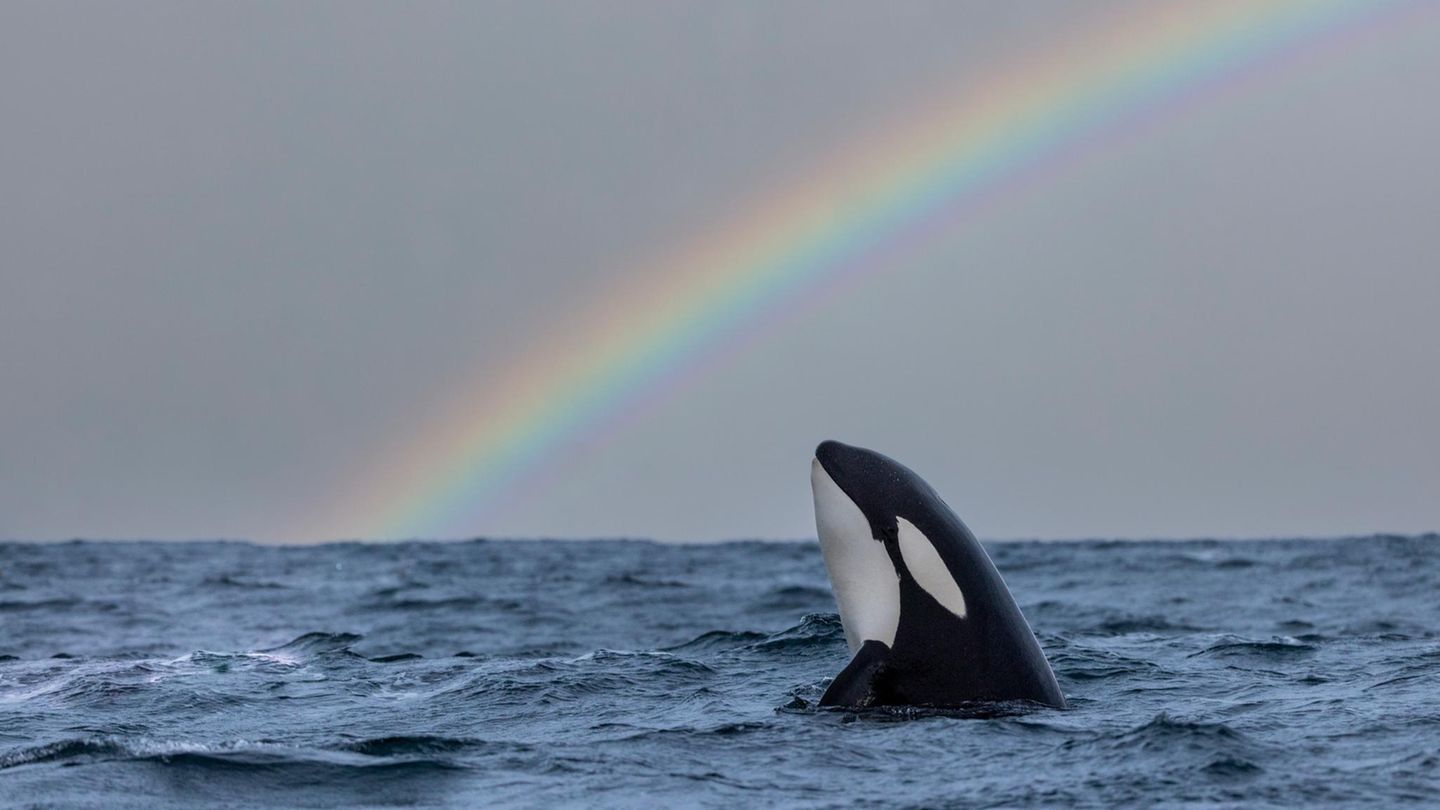 Kontaktversuch-durch-Orcas-Warum-die-Wale-Menschen-Essen-anbieten-Forschende-wagen-eine-Antwort