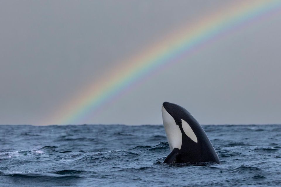 Ein Orca mit einem Regenbogen im Hintergrund 1.7778