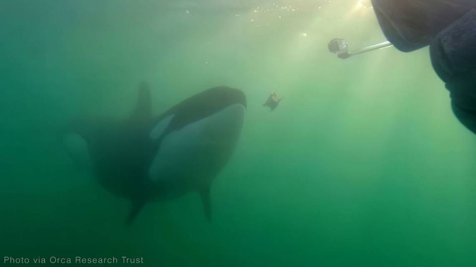 Ein Orca bietet Essen an