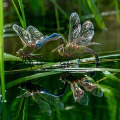 Insekten benötigen Wasser zum Überleben, sowohl zum Trinken als auch zur Temperaturregulierung