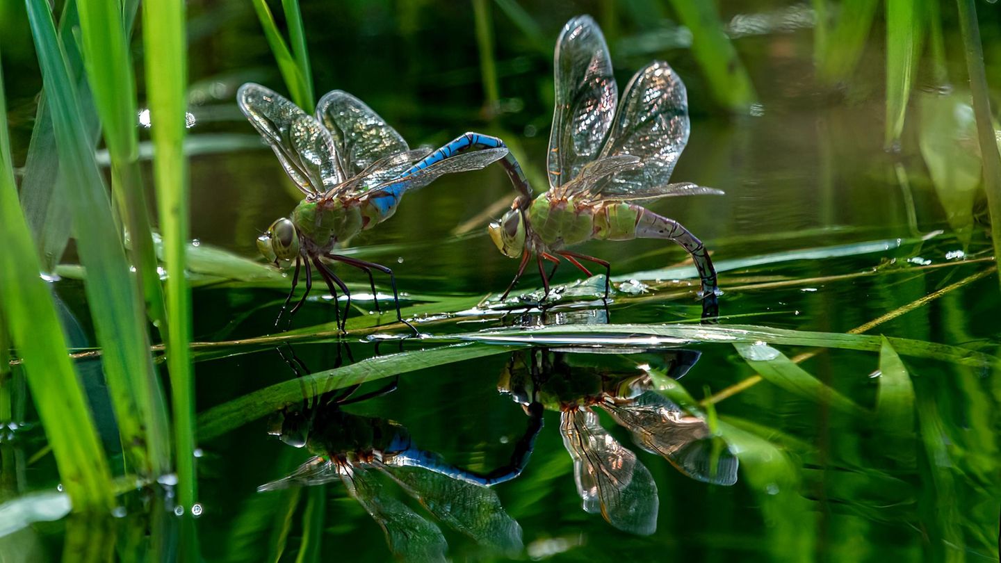 Insekten benötigen Wasser zum Überleben, sowohl zum Trinken als auch zur Temperaturregulierung