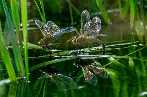 Insekten benötigen Wasser zum Überleben, sowohl zum Trinken als auch zur Temperaturregulierung