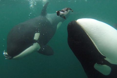 Orcas präsentieren ihre Beute
