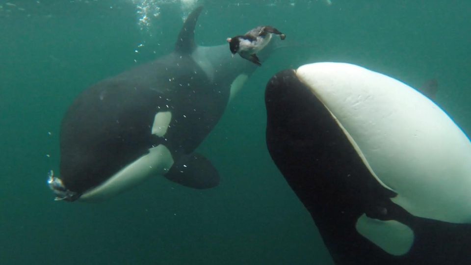 Orcas präsentieren ihre Beute