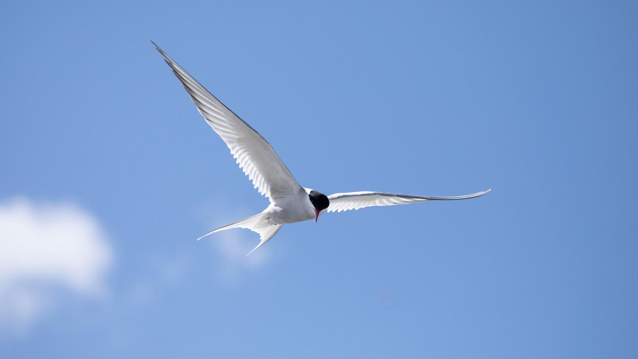 Im Flug zeigen Küstenseeschwalben ihre langen, namengebenden Schwanzfedern. Näher verwandt sind sie mit den eigentlichen Schwalben aber nicht