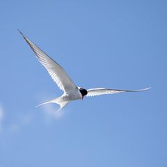 Im Flug zeigen Küstenseeschwalben ihre langen, namengebenden Schwanzfedern. Näher verwandt sind sie mit den eigentlichen Schwalben aber nicht