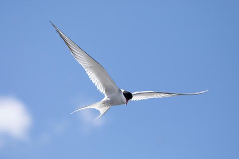 Im Flug zeigen Küstenseeschwalben ihre langen, namengebenden Schwanzfedern. Näher verwandt sind sie mit den eigentlichen Schwalben aber nicht