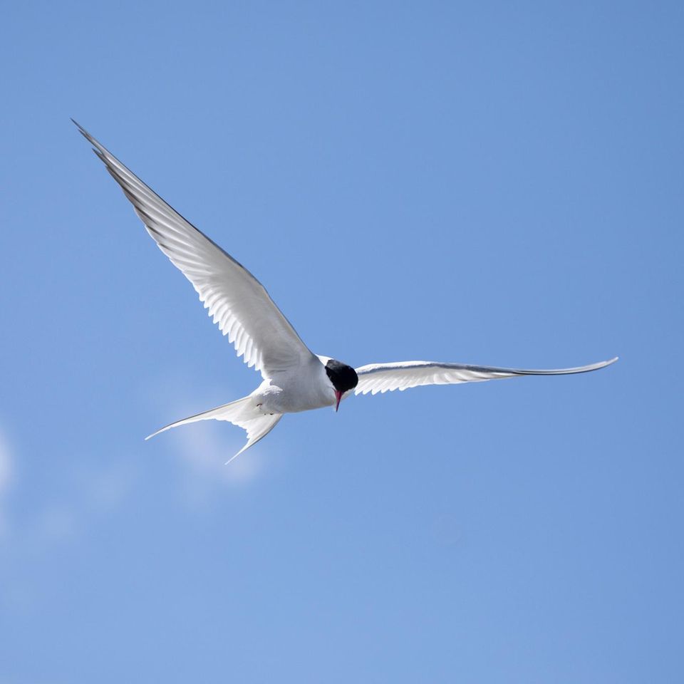 Im Flug zeigen Küstenseeschwalben ihre langen, namengebenden Schwanzfedern. Näher verwandt sind sie mit den eigentlichen Schwalben aber nicht