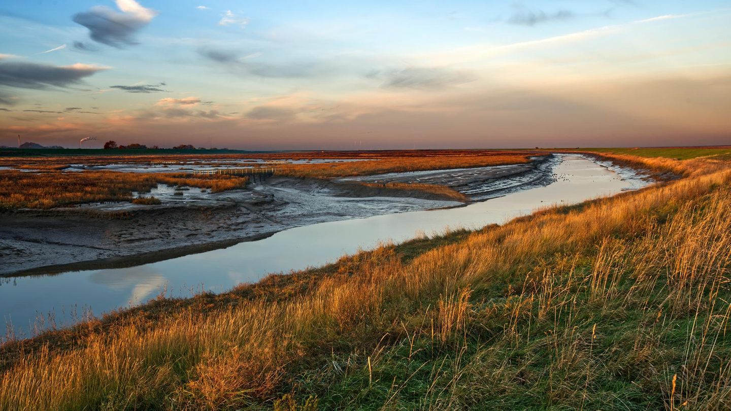 Langwarder Groden: Zurück zur Natur Naturschutzgebiet Langwarder Groden