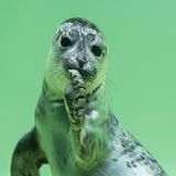 Junger Seehund im Wasser, Seehundstation Friedrichskoog
