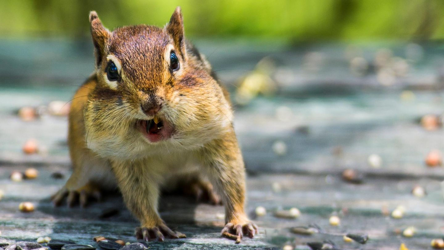 Evolution-Kleinere-Ohren-weniger-Z-hne-Nagetiere-passen-sich-an-das-Stadtleben-an