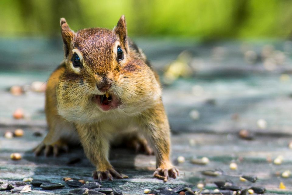 Streifen-Backenhörnchen werden – gezwungenermaßen – immer mehr zu Städtern. Mit Nüssen und Samen stopfen sie sich deshalb nur noch selten die Backen voll. Das hat Folgen