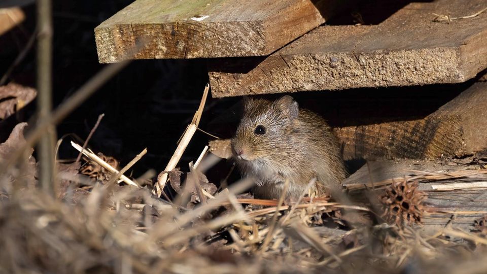 Die scheue Wiesenspitzmaus zeigt sich ohnehin nur selten. Wo Wiese zu Großstadtdschungel geworden ist, ist es dem Nager erst recht viel zu laut