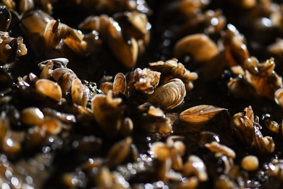 Quagga-Muscheln wachsen auf dem Boden in einer technischen Anlage der Bodenseewasserversorgung