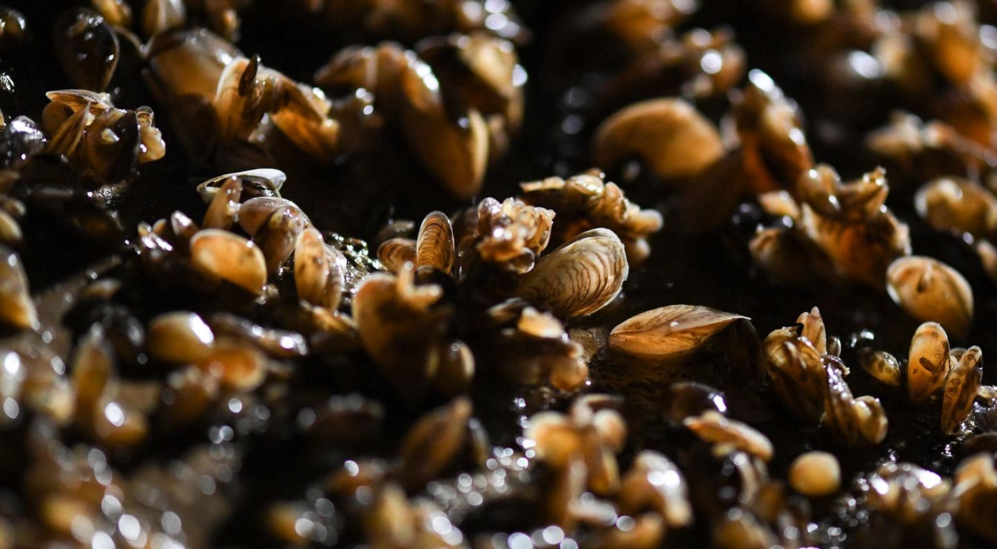 Quagga-Muscheln wachsen auf dem Boden in einer technischen Anlage der Bodenseewasserversorgung