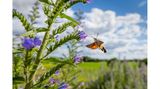 Wer das Taubenschwänzchen fotografieren möchte, hat kein leichtes Spiel: Im Schwirrflug huscht der "Gartenkolibri" von Blüte zu Blüte. Sein Körper steht dabei fast still, während die Flügel in hoher Geschwindigkeit schlagen. Kurze Verschlusszeiten ab 1/2500 Sekunde sind wichtig, um scharfe Flügelstellungen einfangen zu können. Jonathan Fieber empfiehlt die Habachtstellung: Hat man eine Blüte entdeckt, die ein harmonisches Bild verspricht, sollte man sich davor positionieren und hoffen, dass das Taubenschwänzchen sie anfliegt – um dann mit Dauerfeuer so viele Bilder wie möglich zu schießen. 