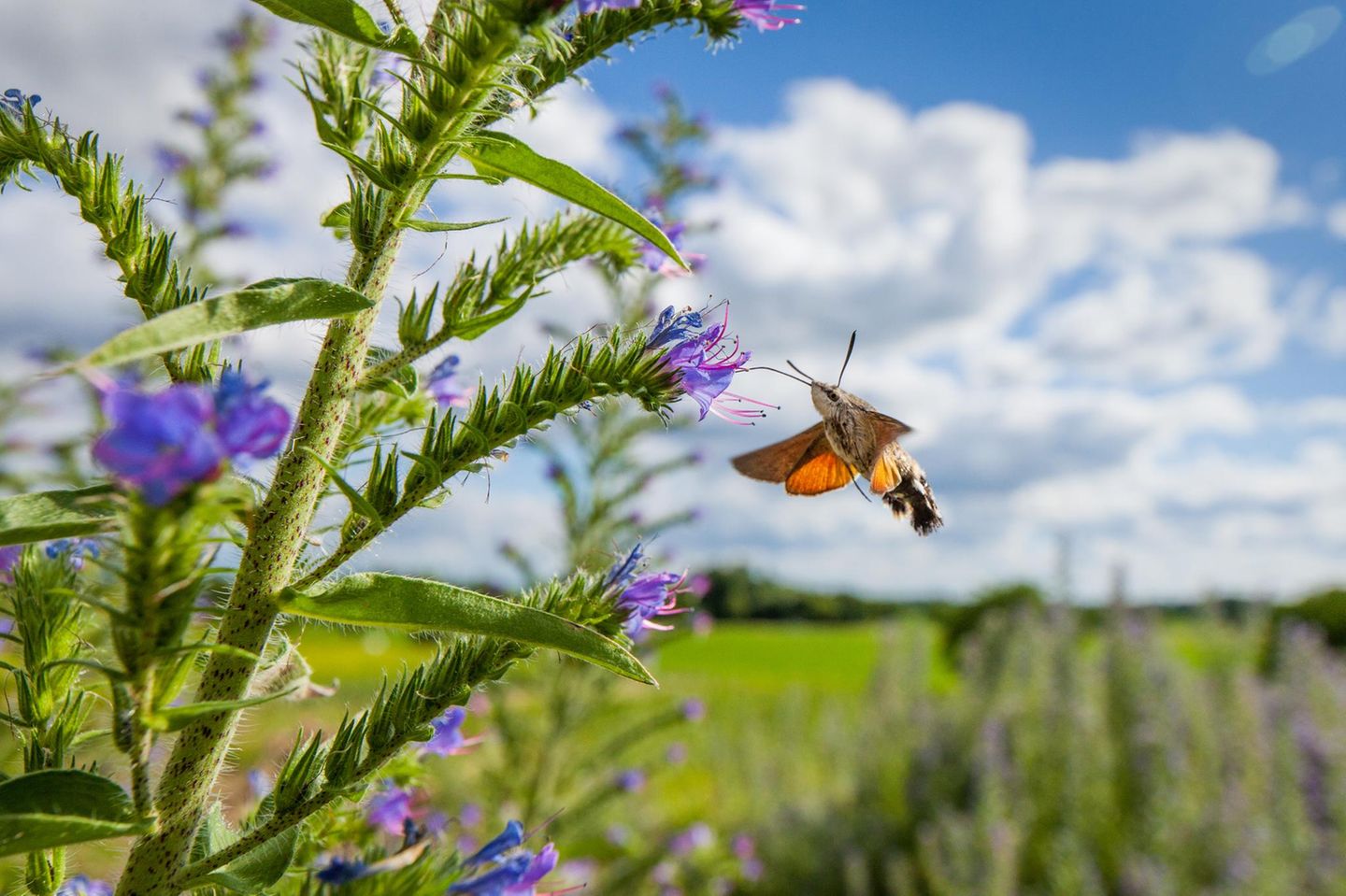 Dauerfeuer für scharfen Flügelschlag Wer das Taubenschwänzchen fotografieren möchte, hat kein leichtes Spiel: Im Schwirrflug huscht der "Gartenkolibri" von Blüte zu Blüte. Sein Körper steht dabei fast still, während die Flügel in hoher Geschwindigkeit schlagen. Kurze Verschlusszeiten ab 1/2500 Sekunde sind wichtig, um scharfe Flügelstellungen einfangen zu können. Jonathan Fieber empfiehlt die Habachtstellung: Hat man eine Blüte entdeckt, die ein harmonisches Bild verspricht, sollte man sich davor positionieren und hoffen, dass das Taubenschwänzchen sie anfliegt – um dann mit Dauerfeuer so viele Bilder wie möglich zu schießen.