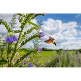 Wer das Taubenschwänzchen fotografieren möchte, hat kein leichtes Spiel: Im Schwirrflug huscht der "Gartenkolibri" von Blüte zu Blüte. Sein Körper steht dabei fast still, während die Flügel in hoher Geschwindigkeit schlagen. Kurze Verschlusszeiten ab 1/2500 Sekunde sind wichtig, um scharfe Flügelstellungen einfangen zu können. Jonathan Fieber empfiehlt die Habachtstellung: Hat man eine Blüte entdeckt, die ein harmonisches Bild verspricht, sollte man sich davor positionieren und hoffen, dass das Taubenschwänzchen sie anfliegt – um dann mit Dauerfeuer so viele Bilder wie möglich zu schießen. 