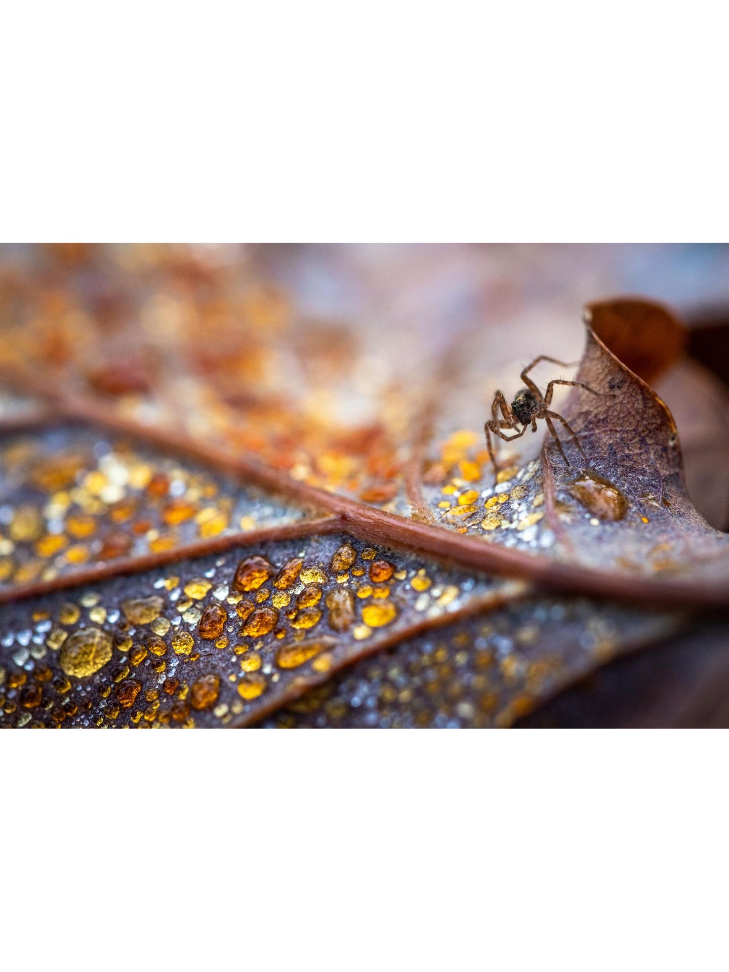 Totholz und Laubstreu offenbaren eine faszinierende Mikrowelt, in die es sich einzutauchen lohnt. Viele Tiere finden darin Lebensraum und posieren im Gegenzug als Modell vor der Kamera. Diese Wolfsspinne krabbelt über ein Eichenblatt, dessen Verrottungsprozess Tautropfen wie Bernstein einfärbt.