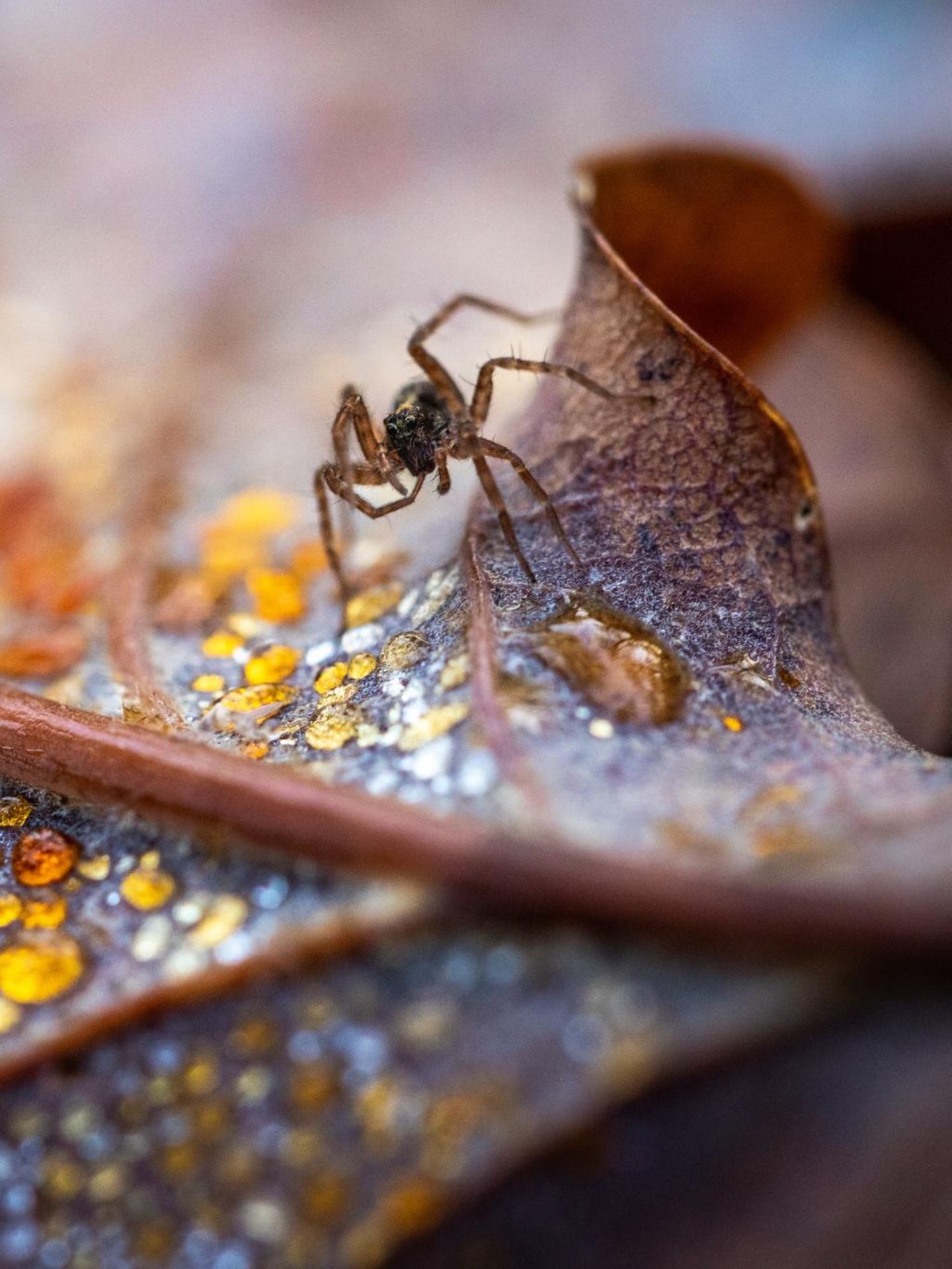 Totholz und Laubstreu offenbaren eine faszinierende Mikrowelt, in die es sich einzutauchen lohnt. Viele Tiere finden darin Lebensraum und posieren im Gegenzug als Modell vor der Kamera. Diese Wolfsspinne krabbelt über ein Eichenblatt, dessen Verrottungsprozess Tautropfen wie Bernstein einfärbt.