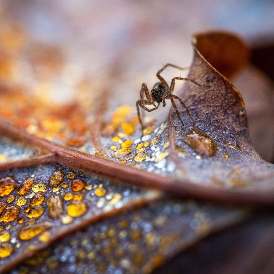 Totholz und Laubstreu offenbaren eine faszinierende Mikrowelt, in die es sich einzutauchen lohnt. Viele Tiere finden darin Lebensraum und posieren im Gegenzug als Modell vor der Kamera. Diese Wolfsspinne krabbelt über ein Eichenblatt, dessen Verrottungsprozess Tautropfen wie Bernstein einfärbt.
