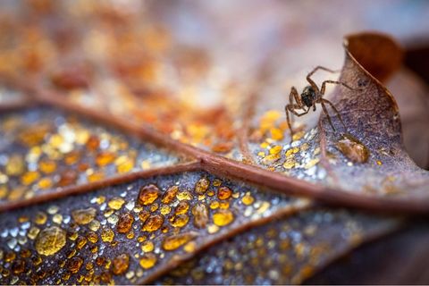 Totholz und Laubstreu offenbaren eine faszinierende Mikrowelt, in die es sich einzutauchen lohnt. Viele Tiere finden darin Lebensraum und posieren im Gegenzug als Modell vor der Kamera. Diese Wolfsspinne krabbelt über ein Eichenblatt, dessen Verrottungsprozess Tautropfen wie Bernstein einfärbt.