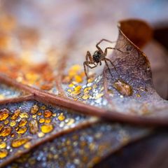Totholz und Laubstreu offenbaren eine faszinierende Mikrowelt, in die es sich einzutauchen lohnt. Viele Tiere finden darin Lebensraum und posieren im Gegenzug als Modell vor der Kamera. Diese Wolfsspinne krabbelt über ein Eichenblatt, dessen Verrottungsprozess Tautropfen wie Bernstein einfärbt.