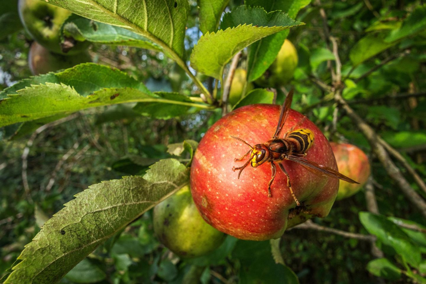 Nah und fern Fotografiert man Modelle wie diese Hornisse im Weitwinkel, arbeitet man mit einer kurzen Brennweite, die nicht nur das Hauptmotiv scharf erfasst, sondern auch die Umgebung. So lässt sich bei der Naturfotografie der Lebensraum der Art einbeziehen. Gleichzeitig haben Betrachtende das Gefühl, näher am Objekt zu sein. Anders verhält es sich bei langer Brennweite und einer geöffneten Blende: Vorder- und Hintergrund werden unscharf, und das Hauptmotiv hebt sich ab.