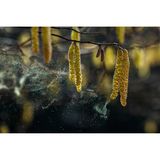 Neben ihrem ökologischen Wert bieten heimische Pflanzen und Gehölze auch tolle Motive. Sie sind besonders gut geeignet für Einsteiger, da sie anders als viele Wildtiere nicht gleich die Flucht ergreifen. Man hat also genügend Zeit, sich auszuprobieren. Auf diesem Foto wird mit einem Blitz von hinten der Pollenflug der Hasel sichtbar.