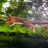 Lebensraum auf vielen Etagen gibt es im naturnahen Garten zwischen dichten Sträuchern und Bäumen – das wissen Igel, Vögel und Eichhörnchen zu schätzen. Brutplätze und Unterschlupfe sollte man beim Fotografieren nicht stören. Stattdessen bietet es sich an, ein mobiles Tarnzelt zu nutzen und natürliche Lücken und Nischen abzulichten. Unter einem dichten Blätterdach ist das Licht gegebenenfalls nicht ausreichend, und die Blätter können für einen Grünstich in den Bildern sorgen. Ein Blitzgerät kann in diesem Fall hilfreich sein.