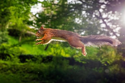 Lebensraum auf vielen Etagen gibt es im naturnahen Garten zwischen dichten Sträuchern und Bäumen – das wissen Igel, Vögel und Eichhörnchen zu schätzen. Brutplätze und Unterschlupfe sollte man beim Fotografieren nicht stören. Stattdessen bietet es sich an, ein mobiles Tarnzelt zu nutzen und natürliche Lücken und Nischen abzulichten. Unter einem dichten Blätterdach ist das Licht gegebenenfalls nicht ausreichend, und die Blätter können für einen Grünstich in den Bildern sorgen. Ein Blitzgerät kann in diesem Fall hilfreich sein.