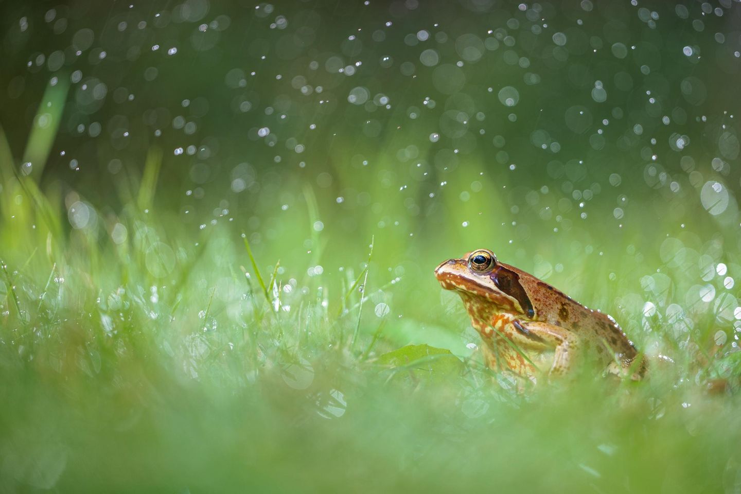 Sommerregen aus der Sprühflasche An einem heißen und trockenen Sommertag ließ sich dieser Grasfrosch geduldig ablichten. Der Sohn des Fotografen wollte dem kleinen Gartenbewohner etwas Gutes tun und gönnte ihm eine kalte Dusche mit der Sprühflasche. Jonathan Fieber griff kurzerhand zur Kamera. Zwei Blitzgeräte, die er ins Gras legte, machten die Wassertropfen sichtbar und werteten das ansonsten unspektakuläre Motiv auf.