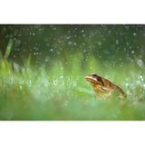 An einem heißen und trockenen Sommertag ließ sich dieser Grasfrosch geduldig ablichten. Der Sohn des Fotografen wollte dem kleinen Gartenbewohner etwas Gutes tun und gönnte ihm eine kalte Dusche mit der Sprühflasche. Jonathan Fieber griff kurzerhand zur Kamera. Zwei Blitzgeräte, die er ins Gras legte, machten die Wassertropfen sichtbar und werteten das ansonsten unspektakuläre Motiv auf. 