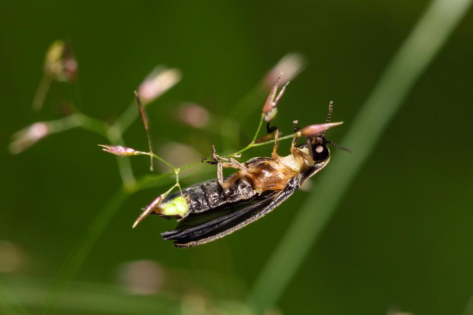 Während die Weibchen flugunfähig sind und eher an Larven erinnern, besitzen männliche Glühwürmchen Flügel
