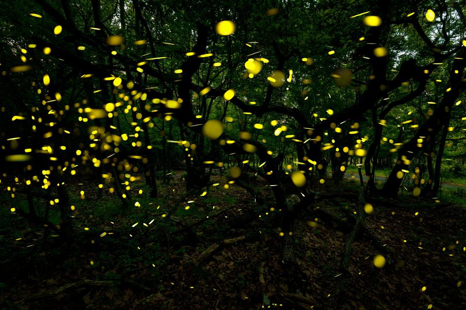 Weltweit bedroht Lichtverschmutzung die Glühwürmchen. Nur wenn es dunkel genug ist, können sich Männchen und Weibchen finden – und dabei ein faszinierendes Leuchtspektakel veranstalten