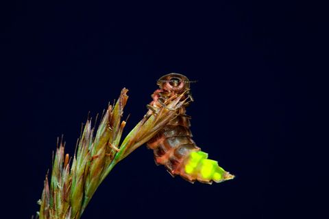 Hier bin ich! Paarungsbereite weibliche Glühwürmchen nutzen Biolumineszenz, um interessierte Männchen auf sich aufmerksam zu machen