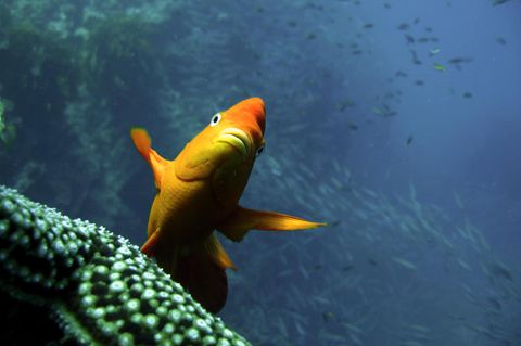 Ein Garibaldifisch stabilisiert seine Haltung mithilfe von Brustflossenbewegungen, während er im Wasser schwebt