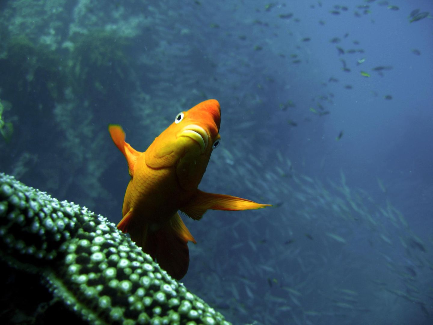 Ein Garibaldifisch stabilisiert seine Haltung mithilfe von Brustflossenbewegungen, während er im Wasser schwebt